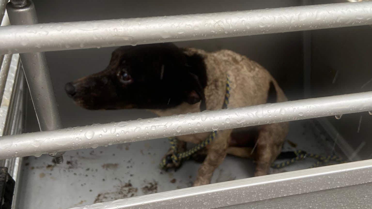 Hondje Spark onder puin gevonden na explosie camping: 'Heel veel geluk gehad'