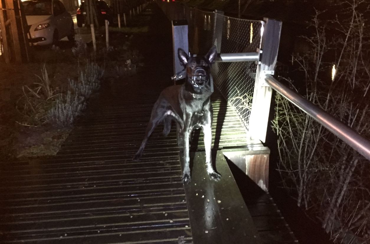 Dierenambulance bevrijdt achtergelaten hond van muilkorf