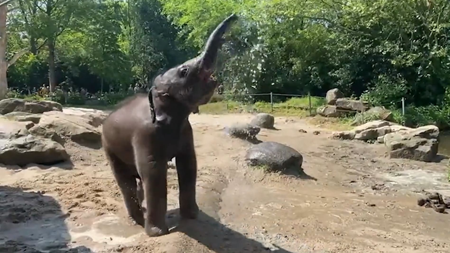 ZIEN: Waterpret voor olifanten van Diergaarde Blijdorp