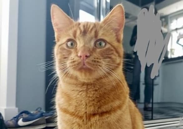 Politie jaagt op kattenschieter in Hardinxveld-Giessendam 