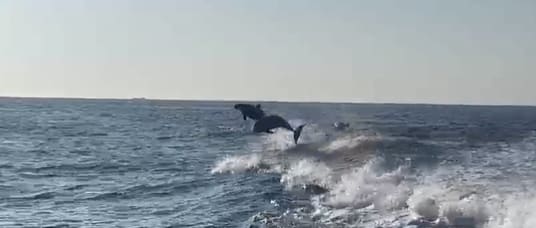 ZIEN: Tientallen dolfijnen zwemmen mee met boot bij Terschelling