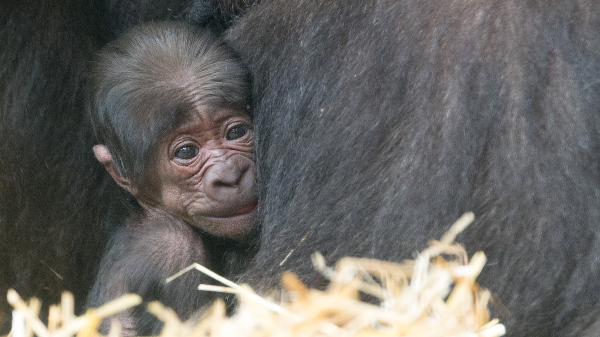 Apenheul verwelkomt 50e gorilla tijdens haar 50-jarig jubileum