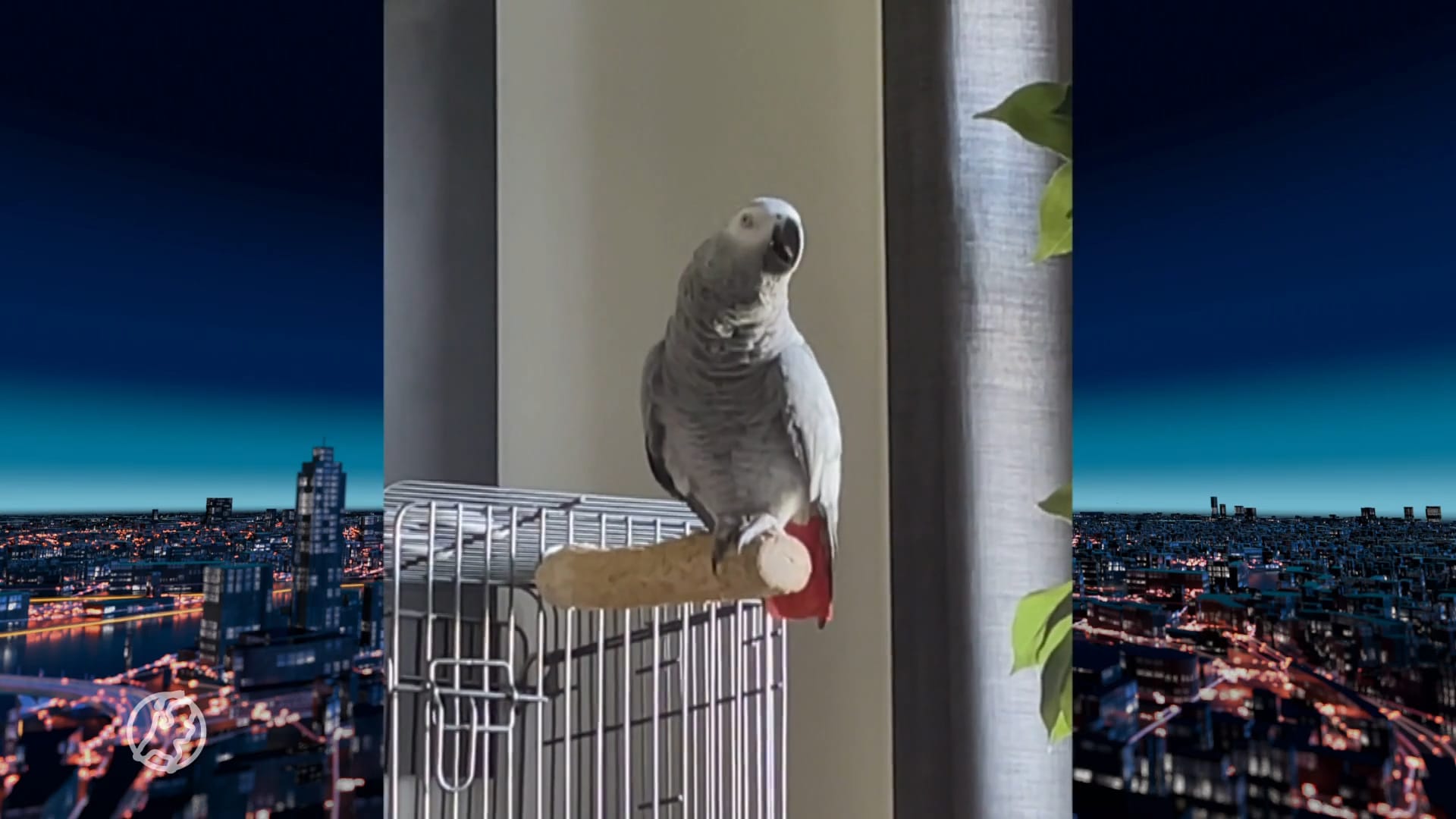 Ontsnapte papegaai Pino dood teruggevonden