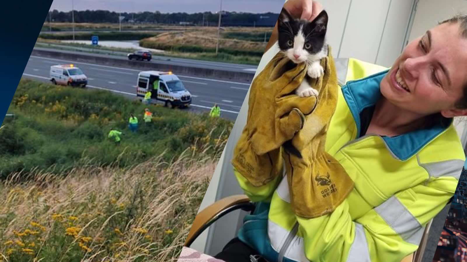 Dierenambulance redt rondwandelende kittens van snelweg A12