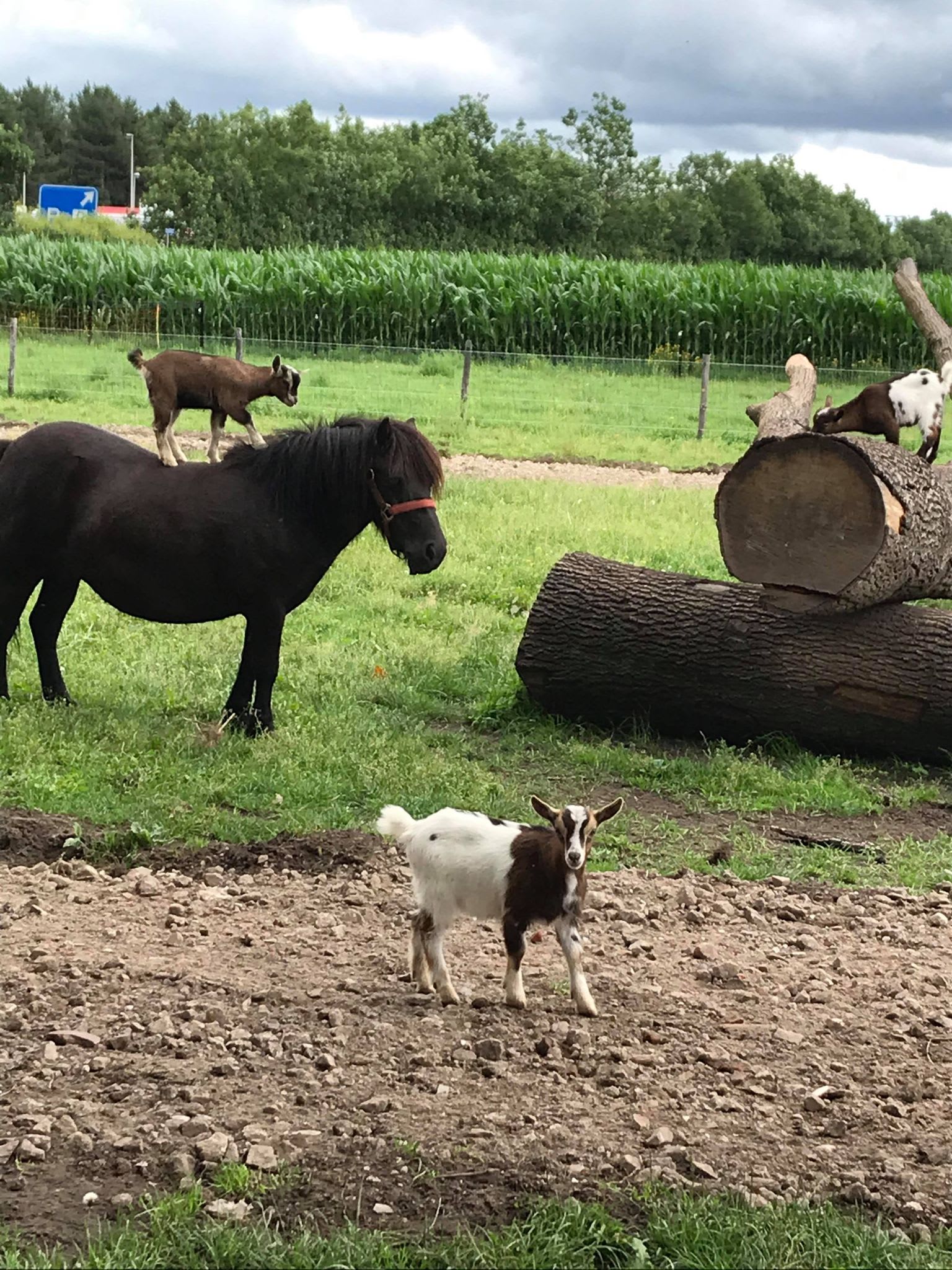 Pony en ezel samen op zoek naar 'kerststal', eindigen op carpoolplaats Maarheeze