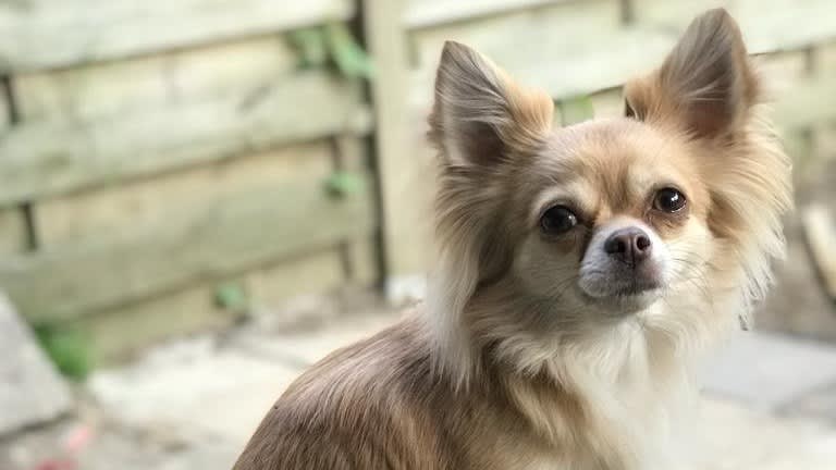 Chihuahua Maya overlijdt bij incident in deuropening: 'Doodgetrapt door pakketbezorger'