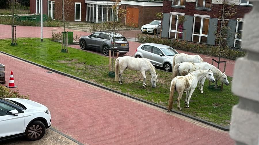 'Stoute' paarden openen hek van manege en trekken eropuit door Haagse wijk