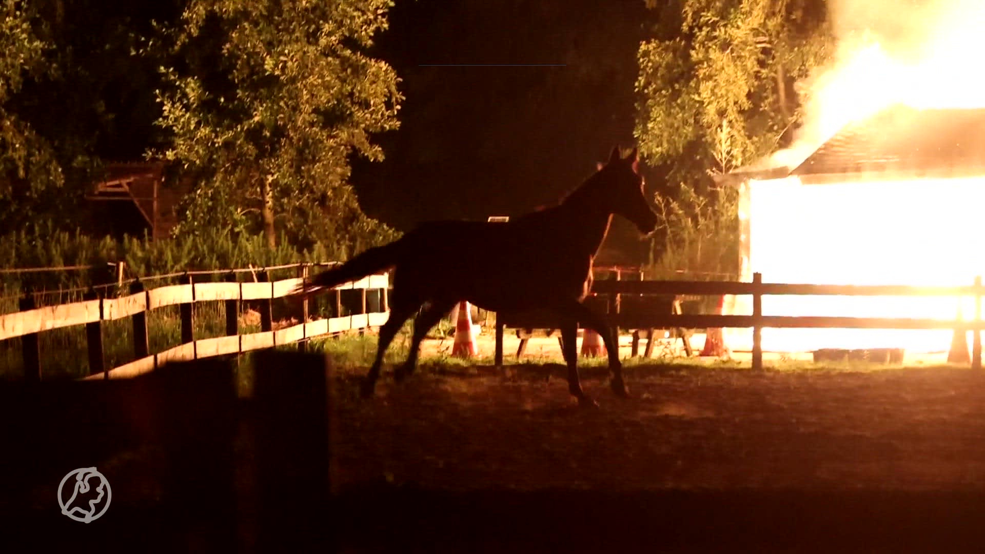 Paarden ontsnappen aan hevige stalbrand in Rijswijk