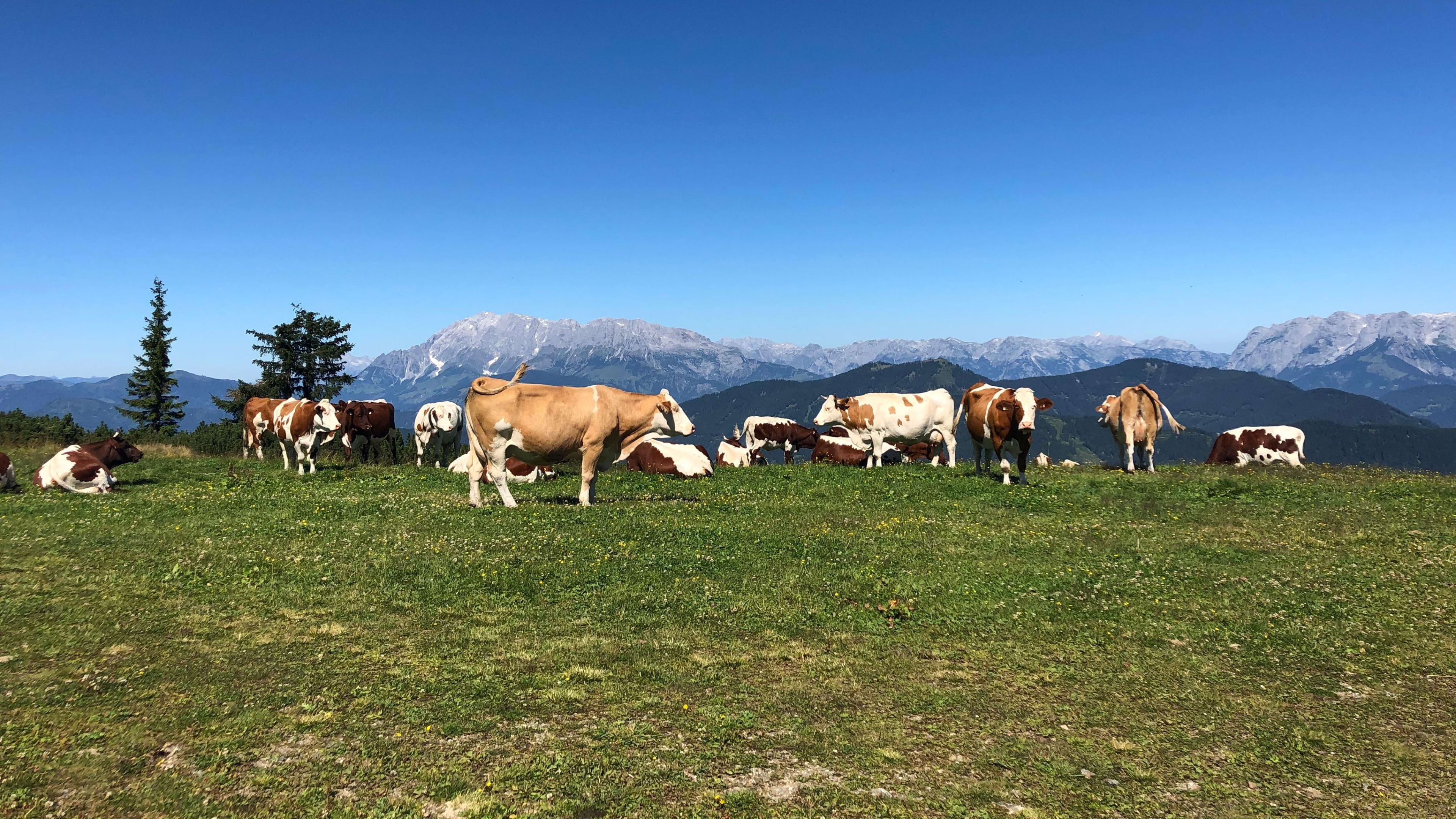 Nederlandse vrouw (27) gewond door koe in Oostenrijkse alpenweide