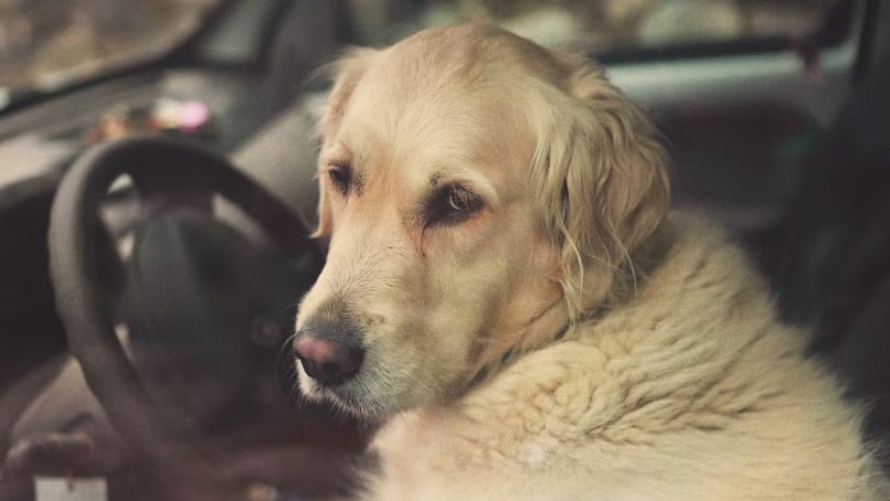 Een hond in een snikhete auto: mag je dan een ruit inslaan?