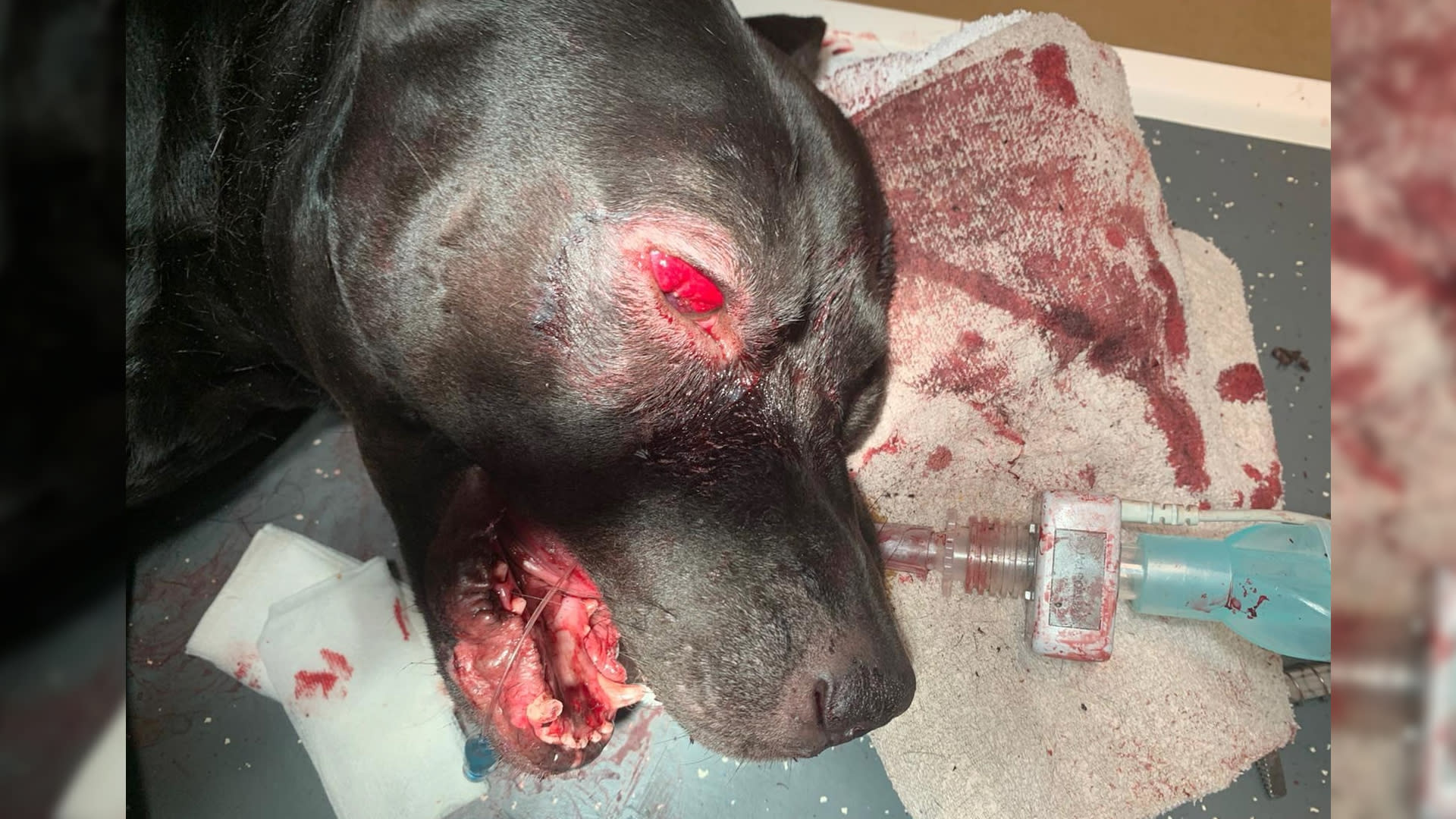 'Agenten hebben onnodig en heftig geweld gebruikt tegen hond Tommy'