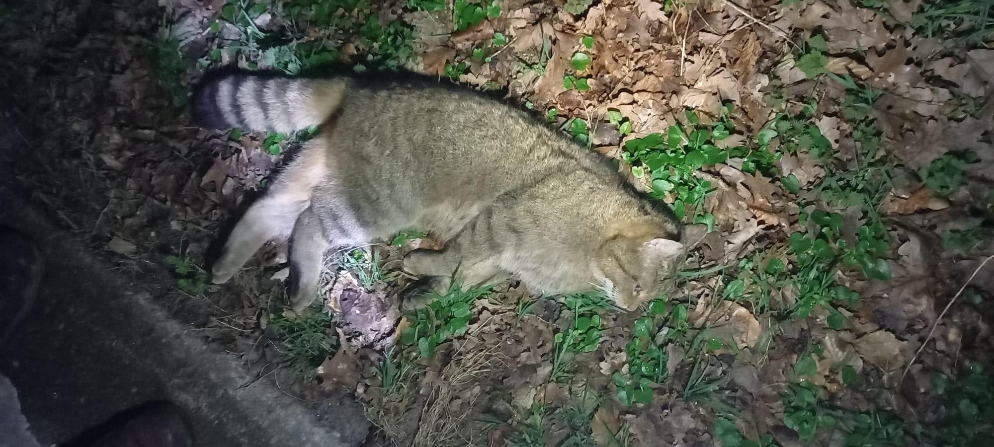'Oudste wilde kat van Nederland' doodgereden in Limburg