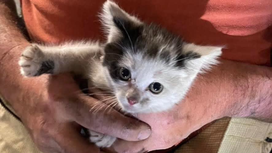 Drie kittens uit rijdende auto gegooid, één poesje overleeft