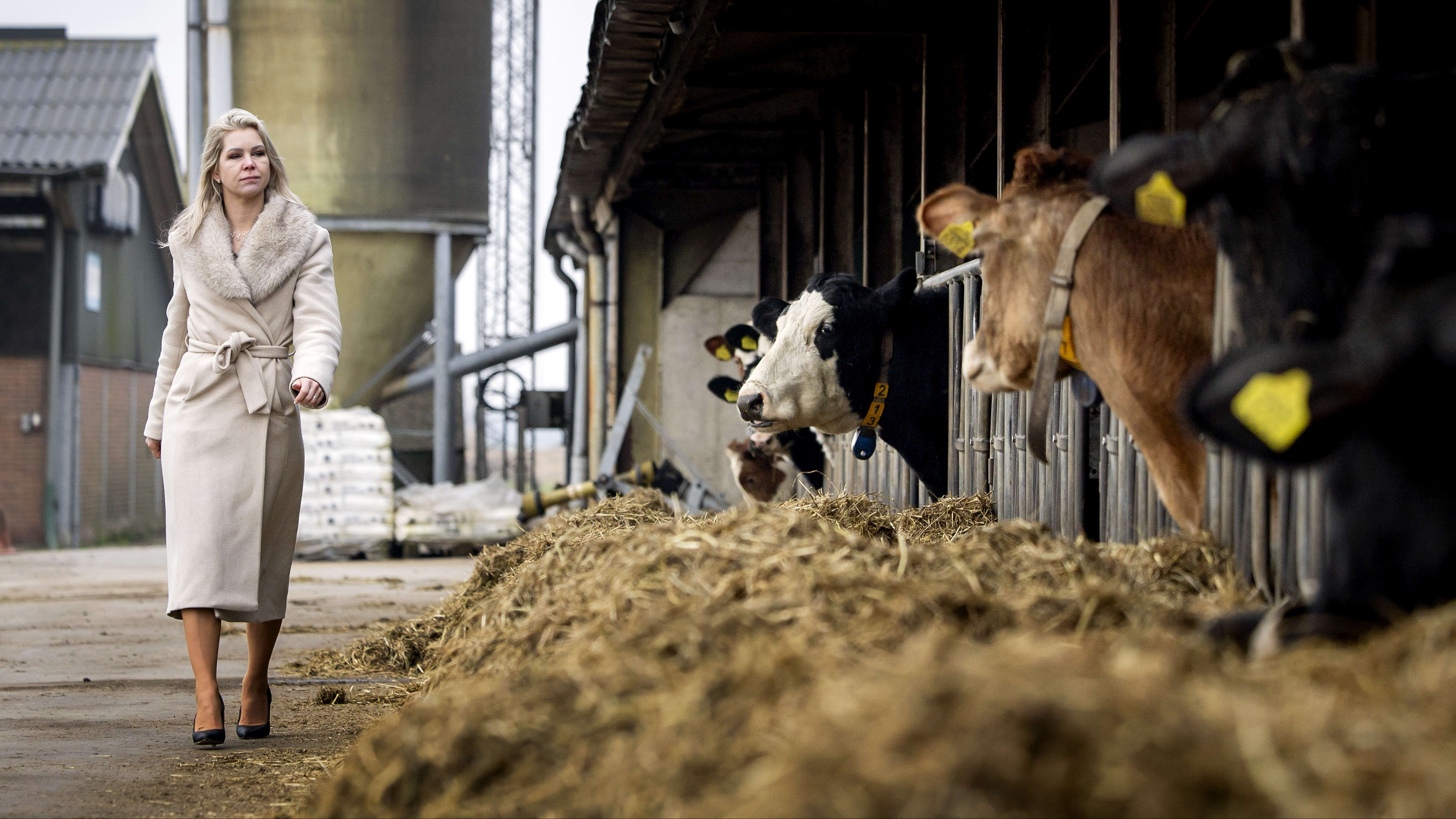 Wiersma wil 1800 boeren laten innoveren, verplaatsen of minderen