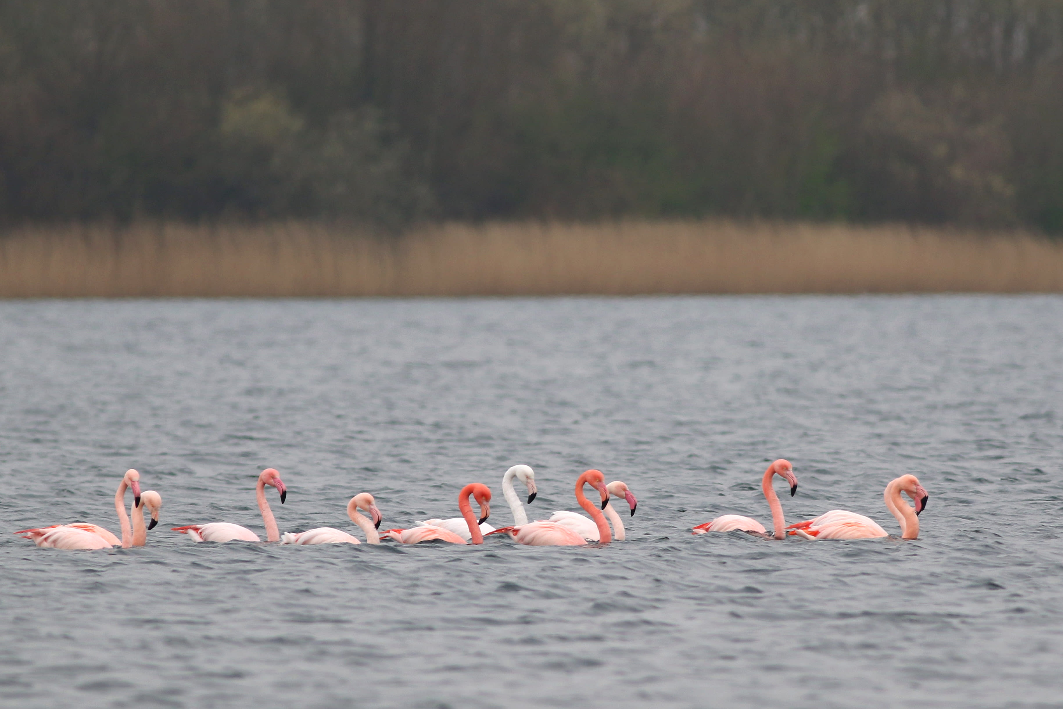Bijzonder plaatje: elf flamingo's kleuren plas in Rotterdam zuurstokroze