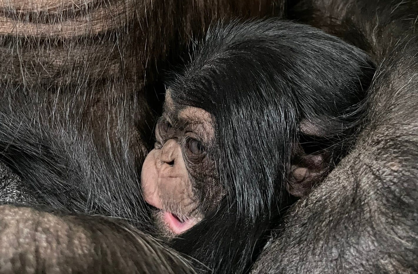 Chimpansee geboren in Dierenrijk, goed nieuws voor deze bedreigde diersoort