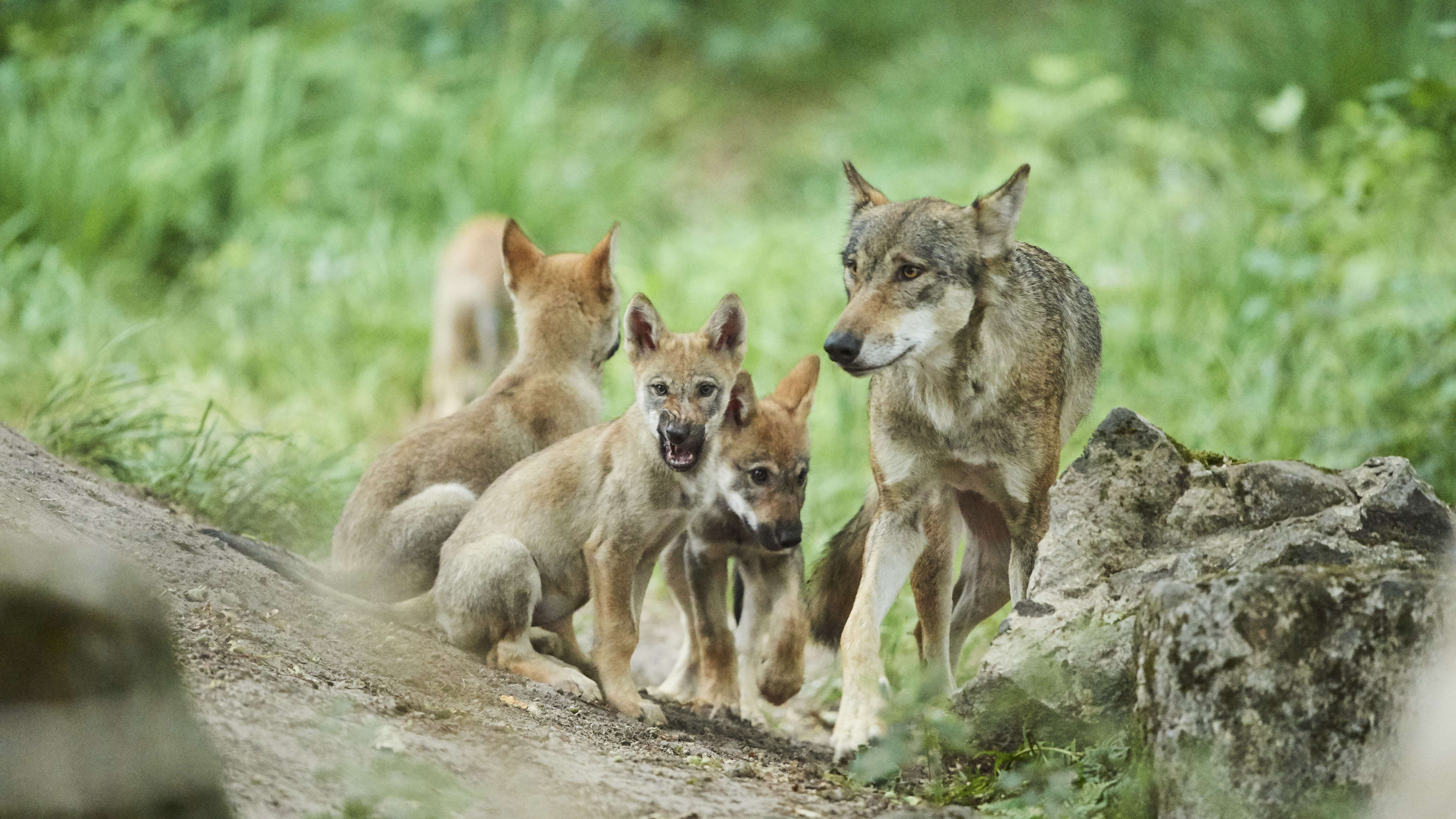 Wolvin in Drenthe krijgt vijf welpen, nu tien jonge wolven in de provincie