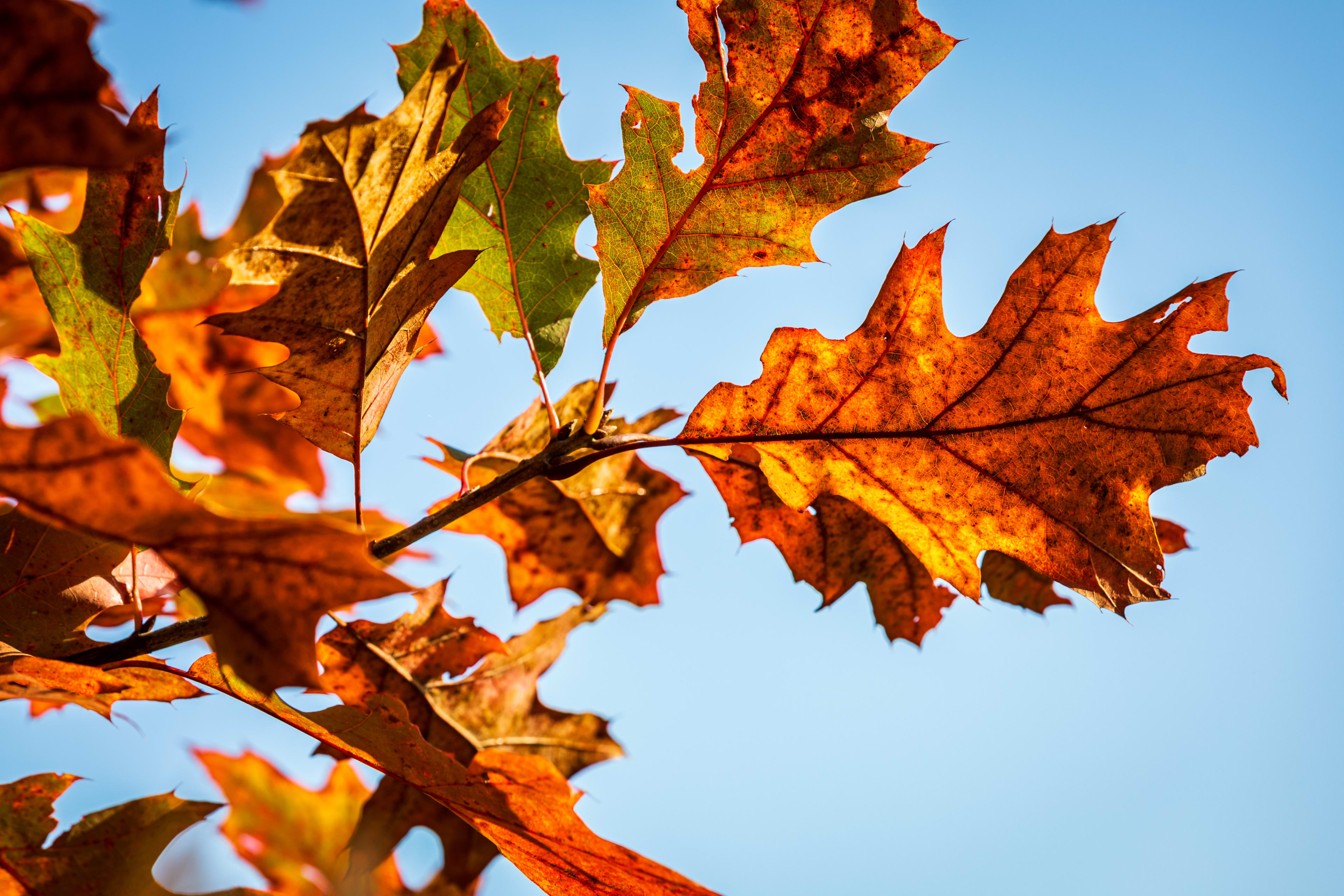 Mooi herfstweekend op komst, maar houd de paraplu dichtbij