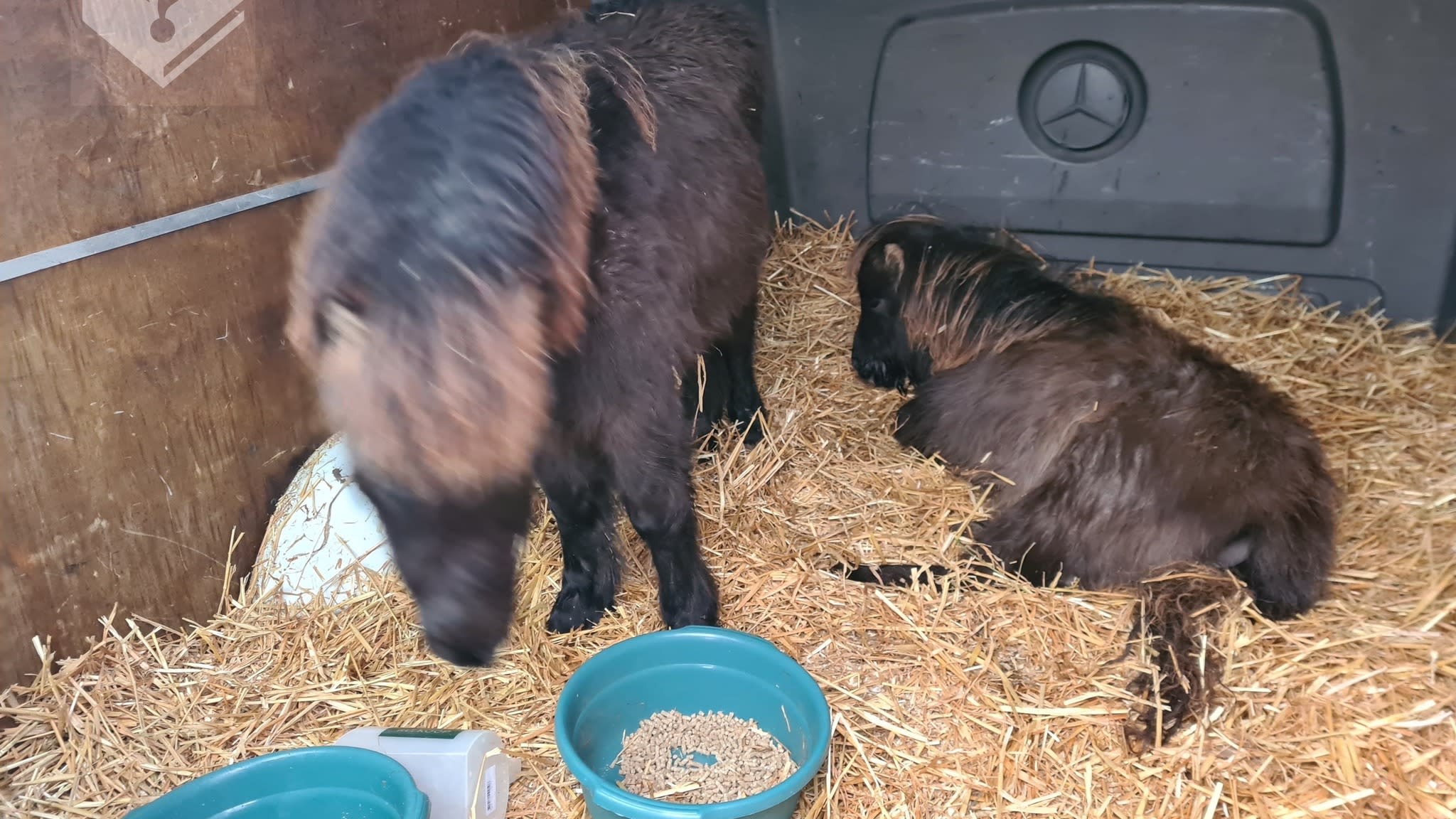 Bestuurder huurbusje schrikt zich kapot, twee verwaarloosde pony's in laadruimte