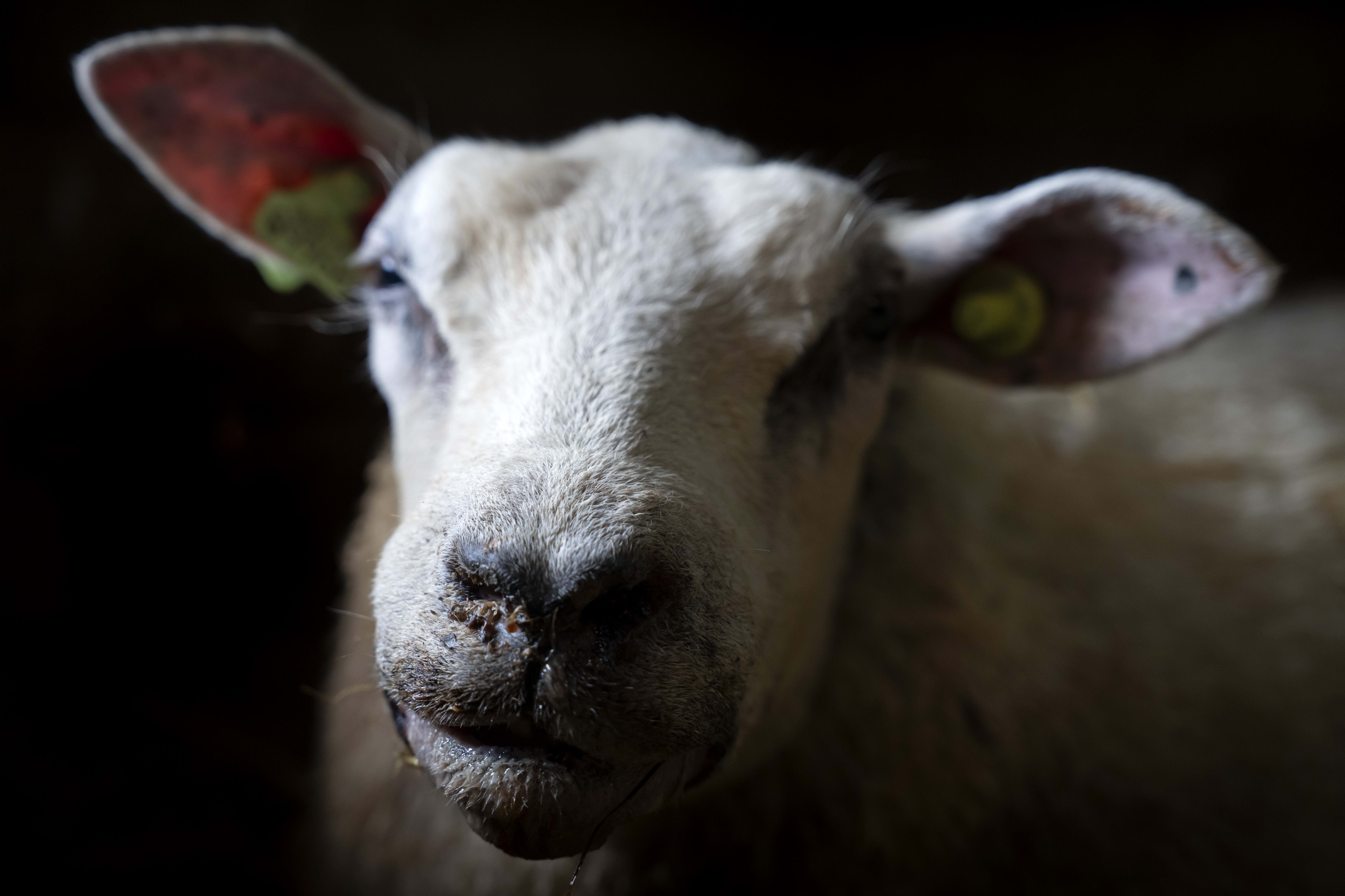 Politie vindt levend schaap in kofferbak op A2