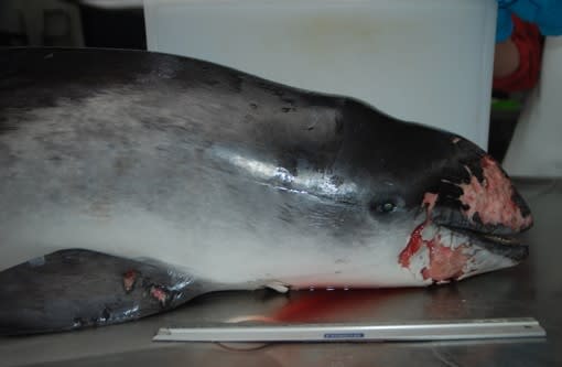 Bruinvis op strand bij Wijk aan Zee doodgestoken door voorbijganger