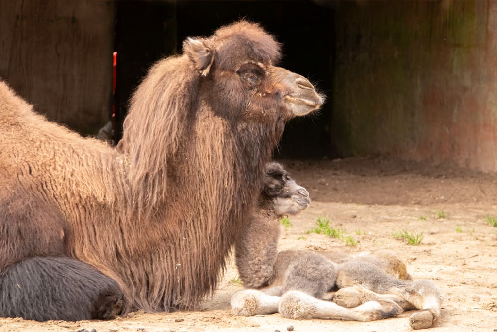 Wat schattig! Kameel geboren in DierenPark Amersfoort