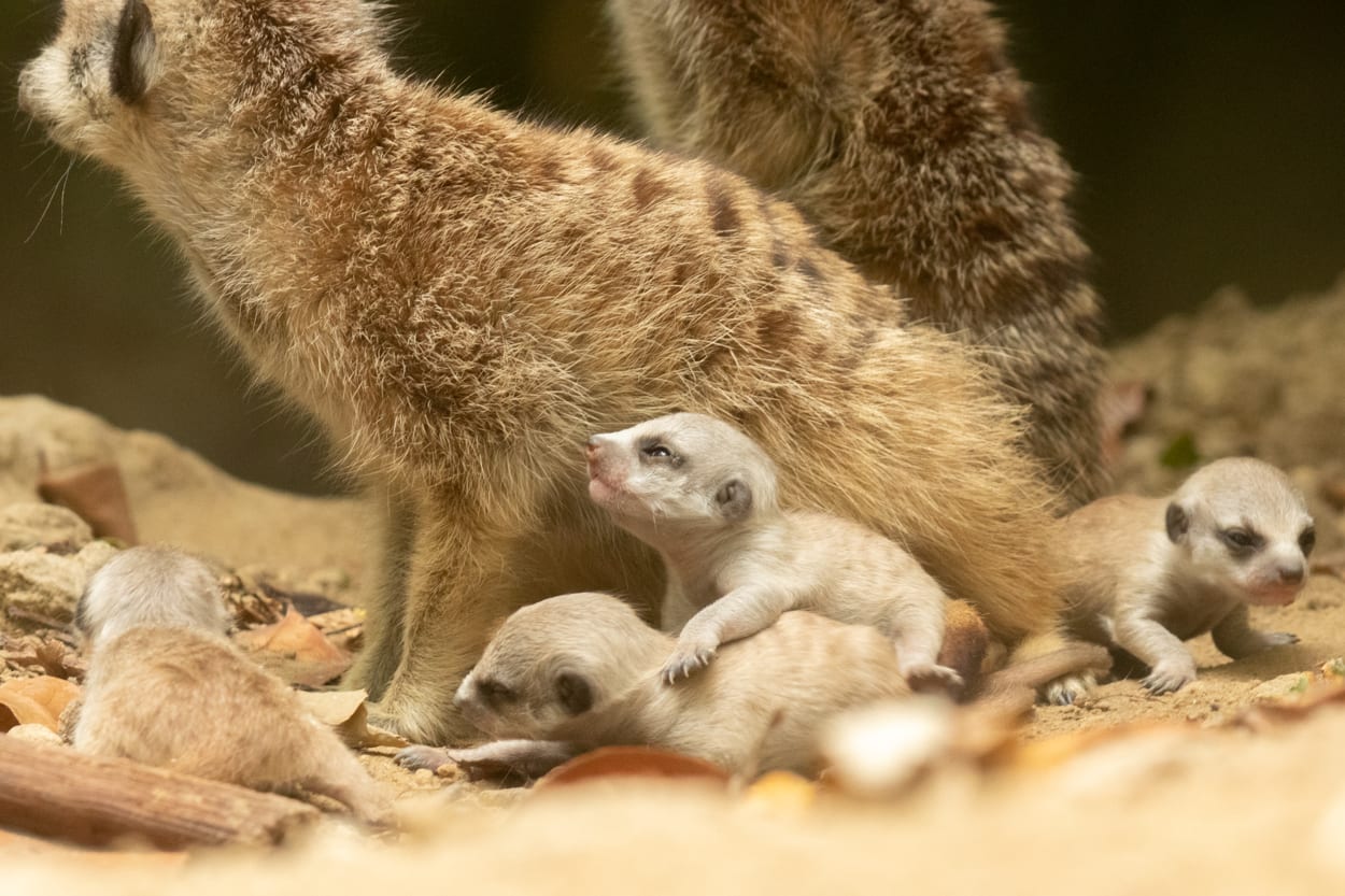 Vier stokstaartjes geboren in Dierenpark Amersfoort