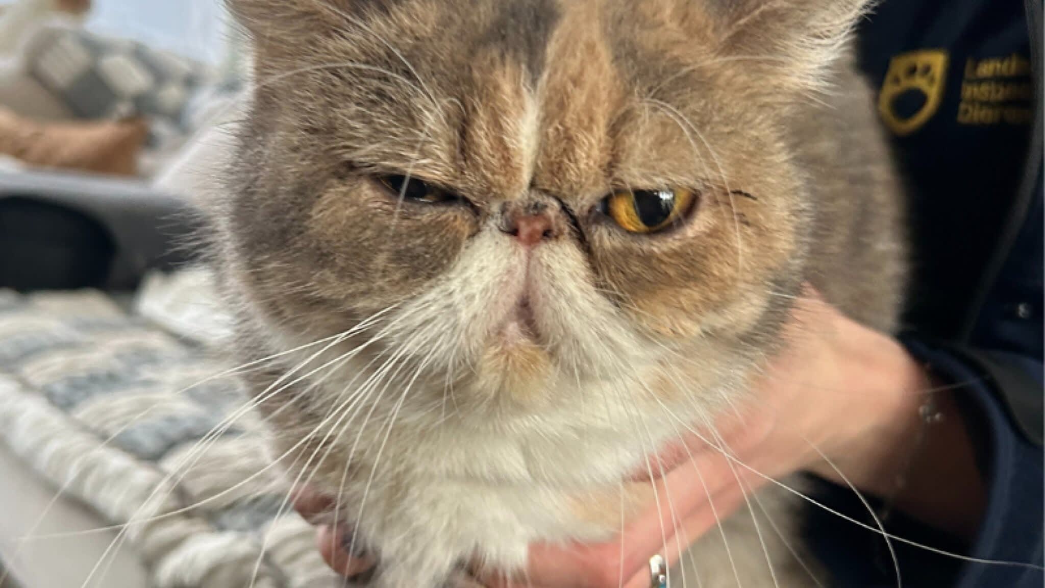 Baasje van twintig katten weigert zieke huisdieren te behandelen