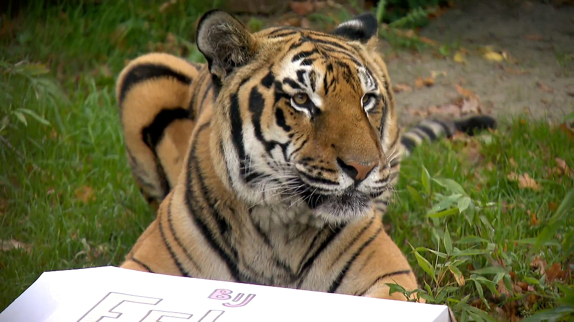 Het succesverhaal van de verwaarloosde tijger Tsezar uit Oekraïne