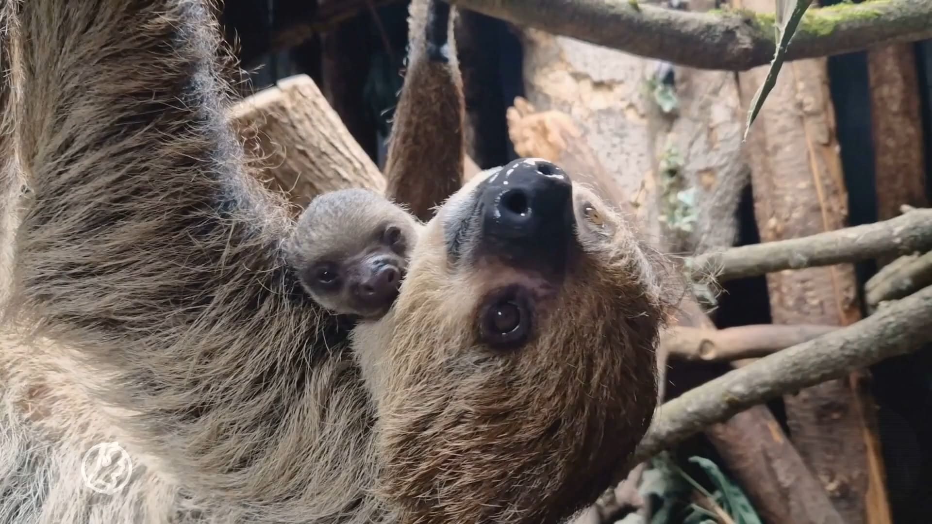Meest succesvolle Europese luiaardkoppel krijgt wéér baby: nummer 11 geboren in Amersfoort