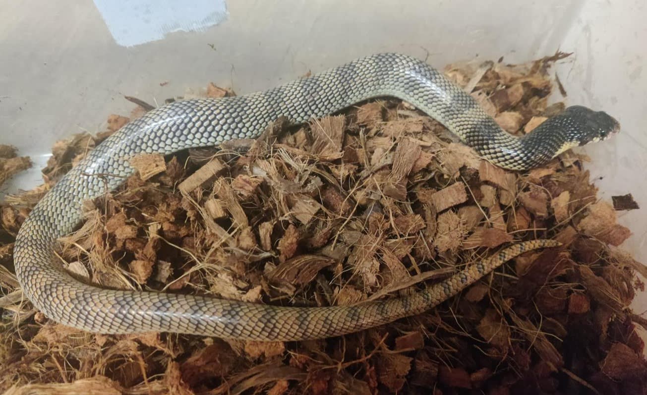 Giftige cobra ontsnapt in Lelystad: 'Houd ramen en deuren dicht'