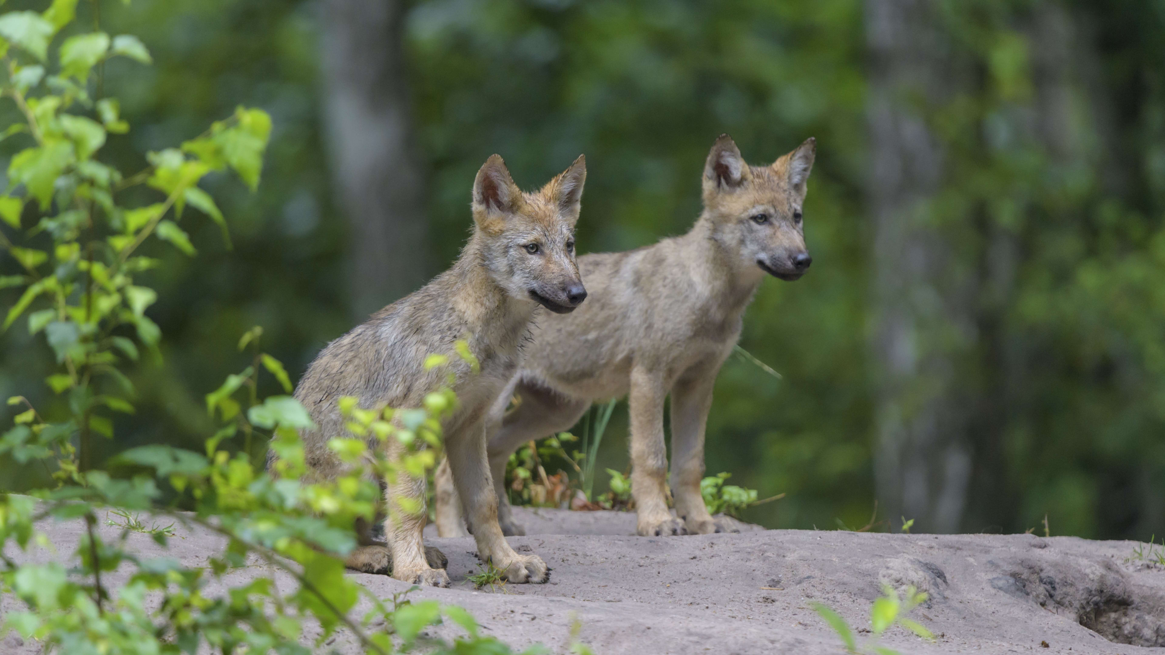 Negen wolvenroedels met minimaal 39 welpen in Nederland