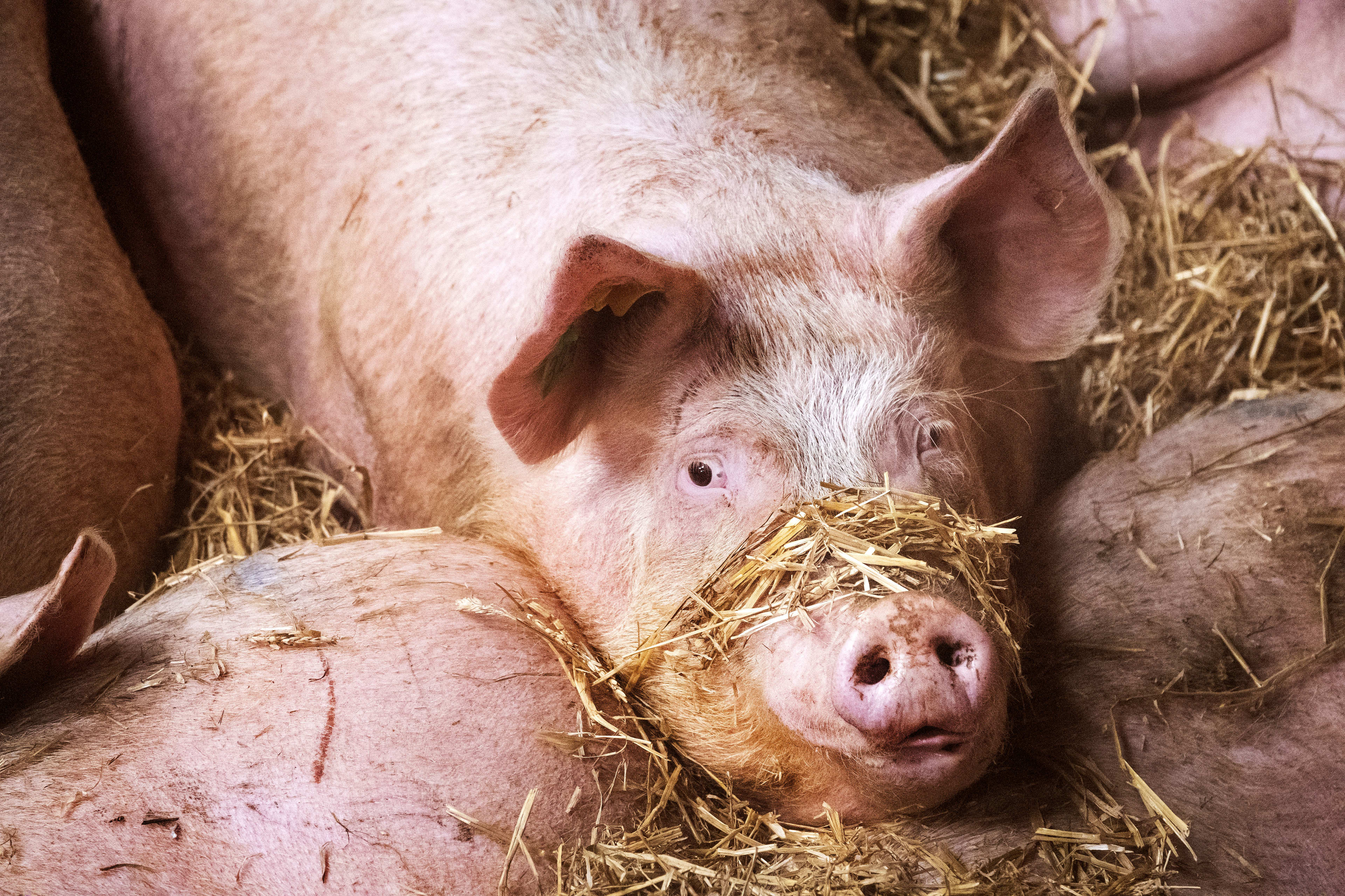 Tientallen varkens dood door uitgevallen stalventilatie in Rhenen