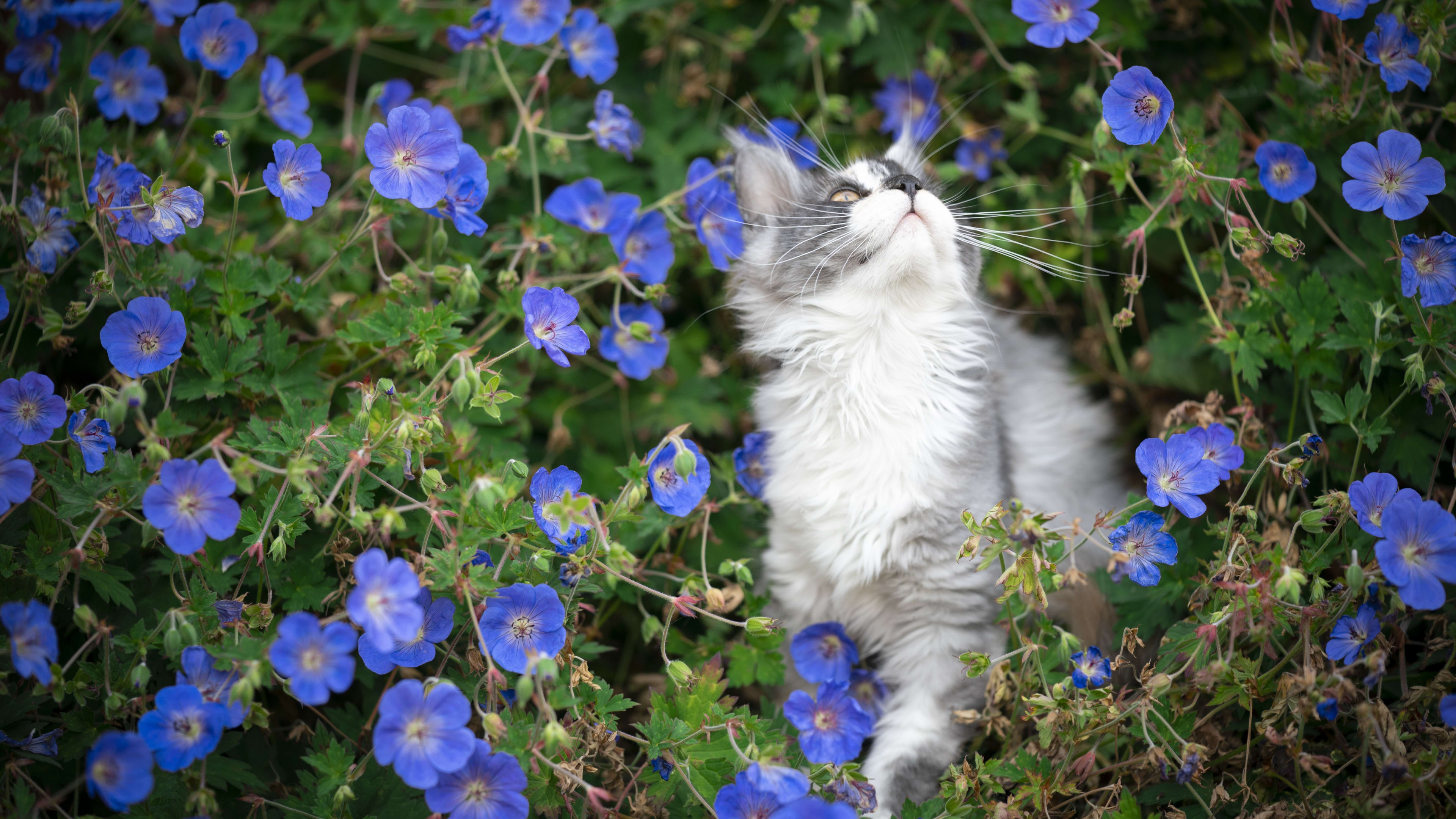 Dierenarts waarschuwt voor giftige bloem die dodelijk kan zijn voor katten