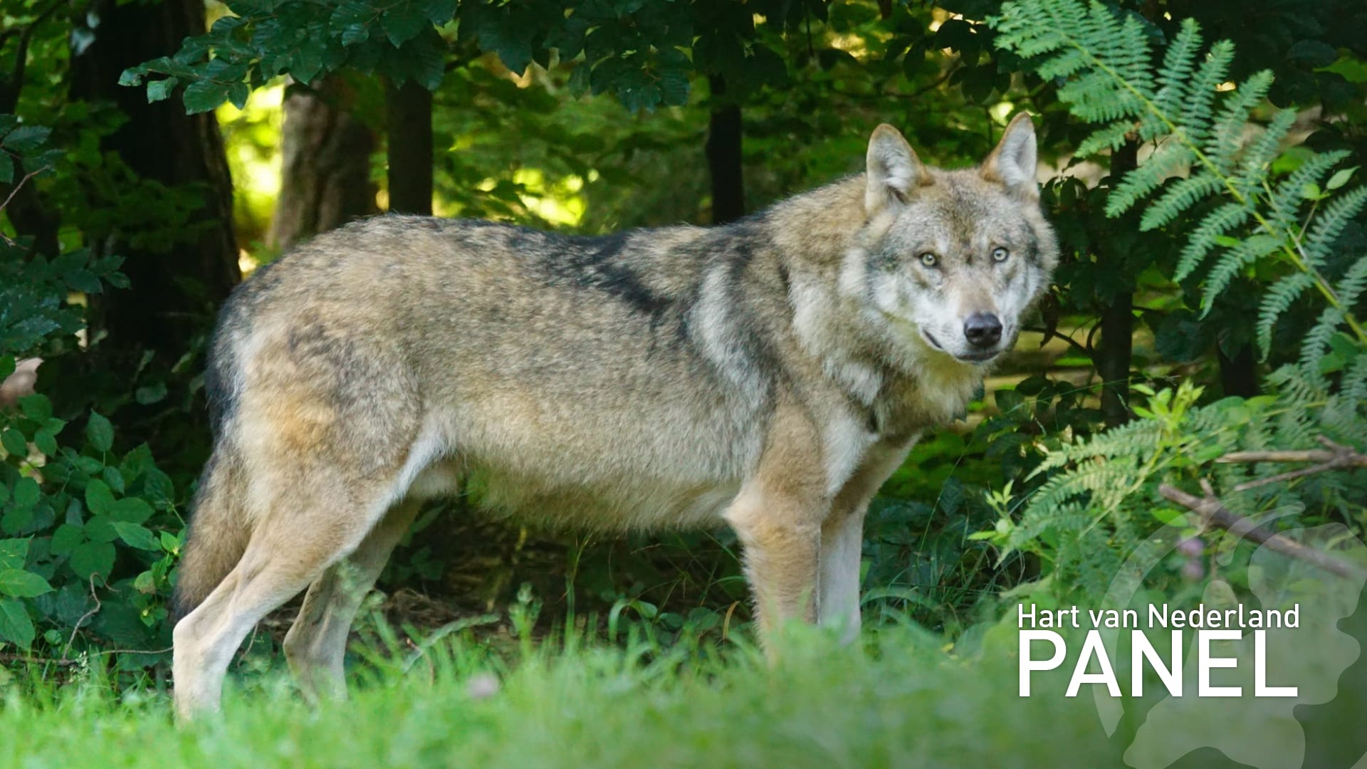 Steun voor wolf in Nederland verder afgenomen na incident met boer