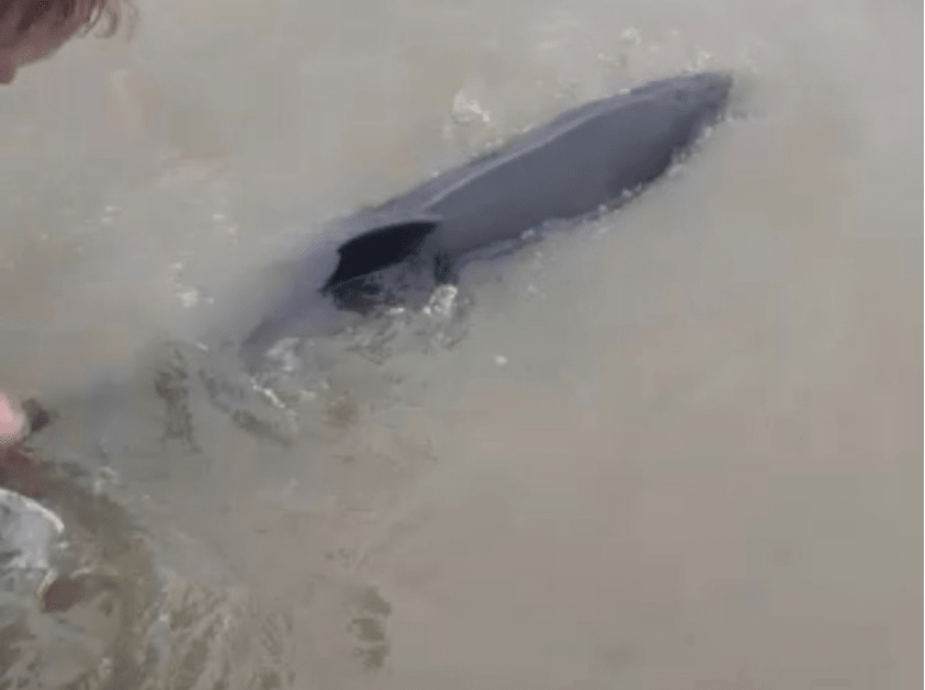 Bruinvis spoelt aan op Schiermonnikoog door stormachtig weer