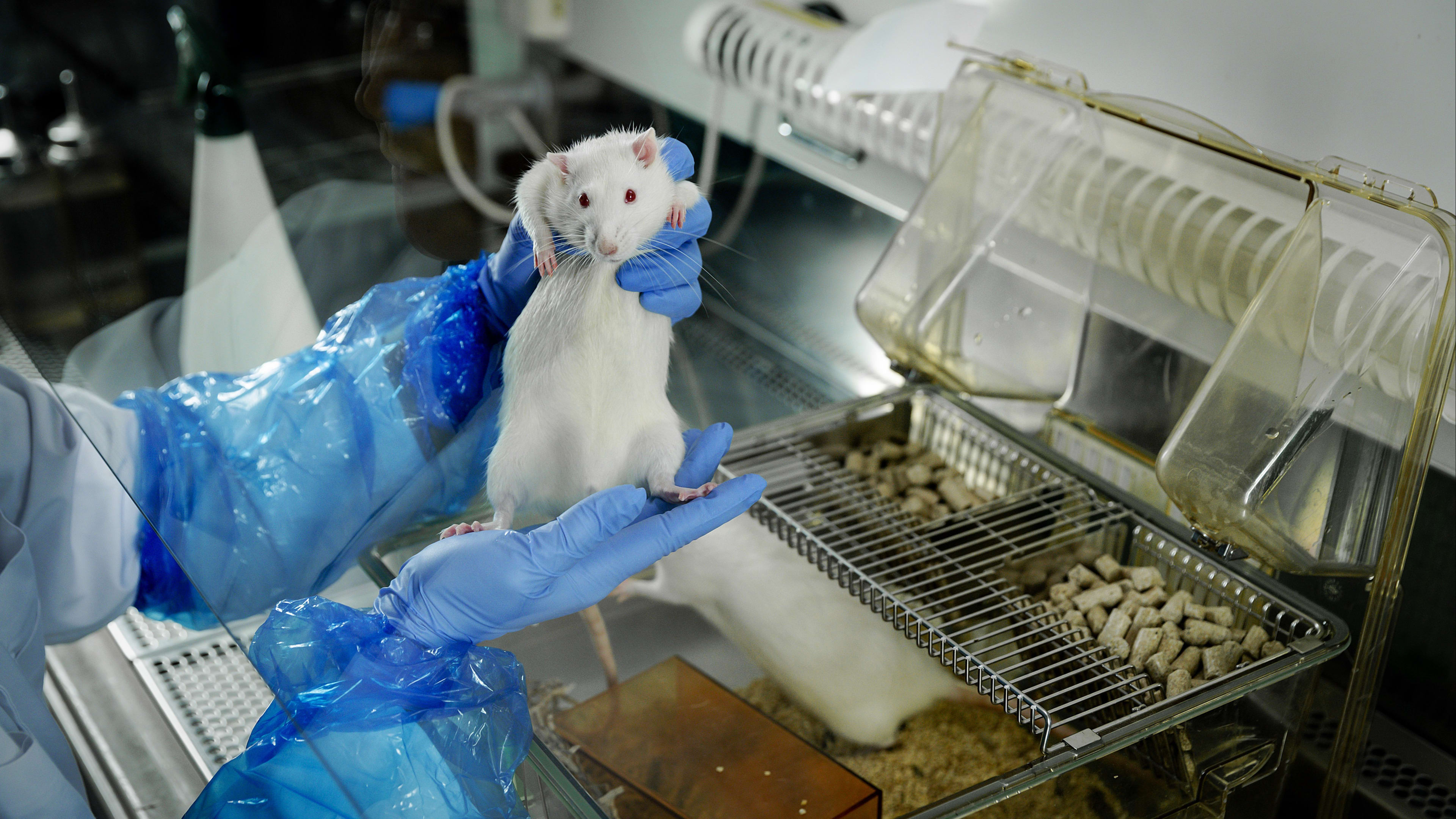 Wetenschappers roepen op te stoppen met dierproeven