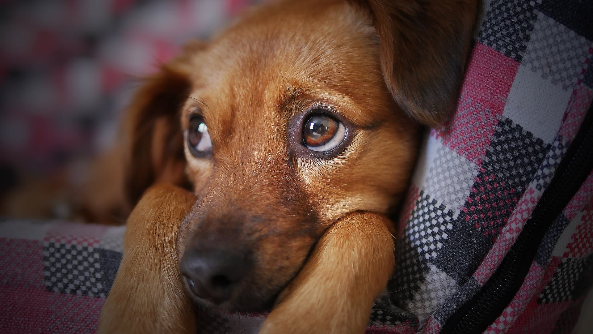 Tientallen verwaarloosde katten en honden gered uit sterk vervuild huis