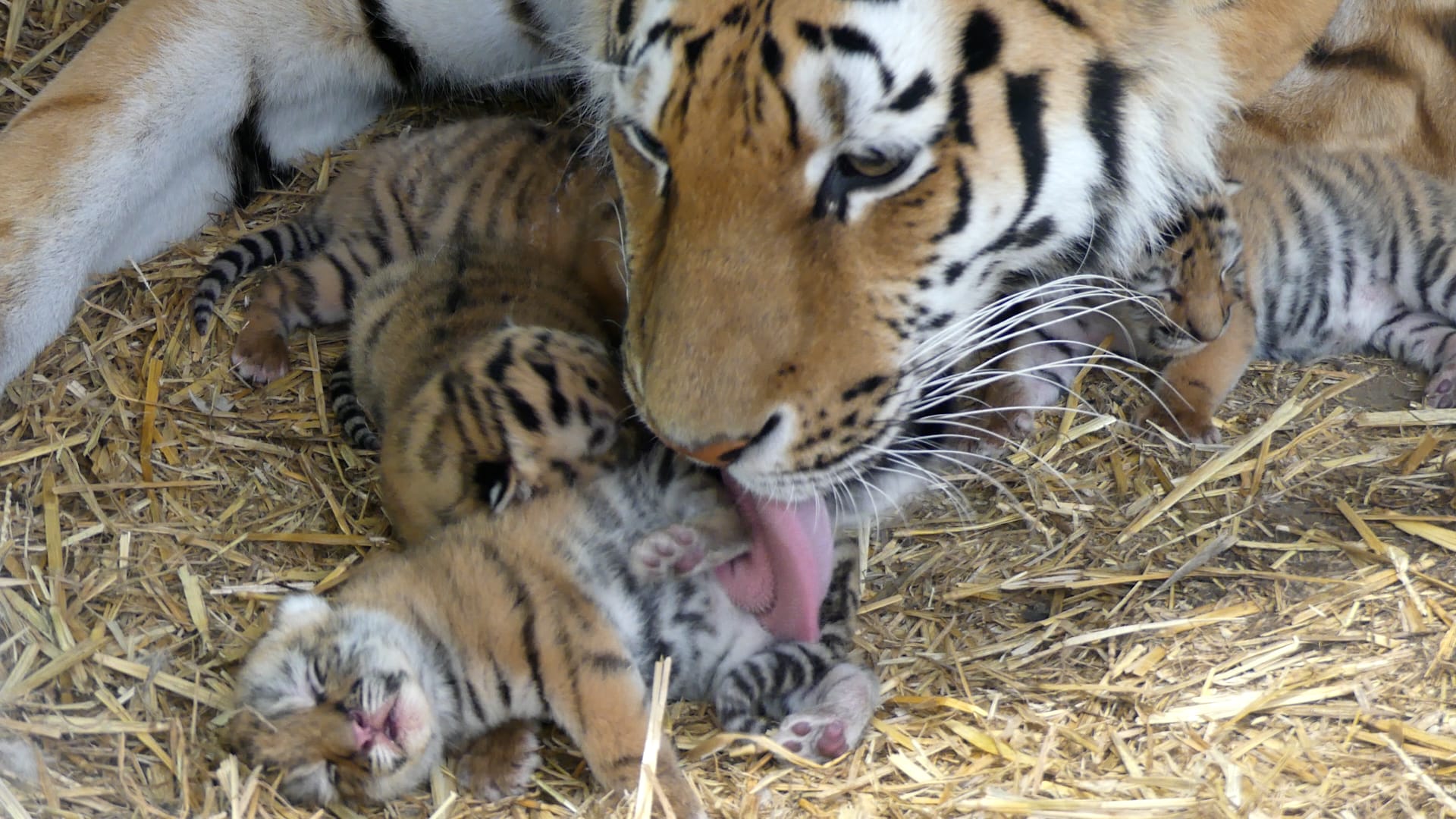 Beschuit met muisjes! Vier tijgerwelpjes geboren in AquaZoo Leeuwarden