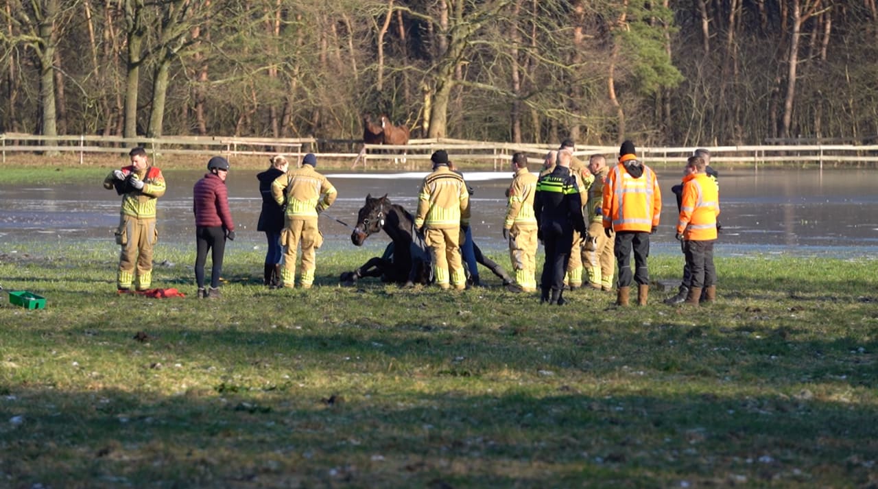 Brandweer haalt drachtig paard uit bevroren plas Weert