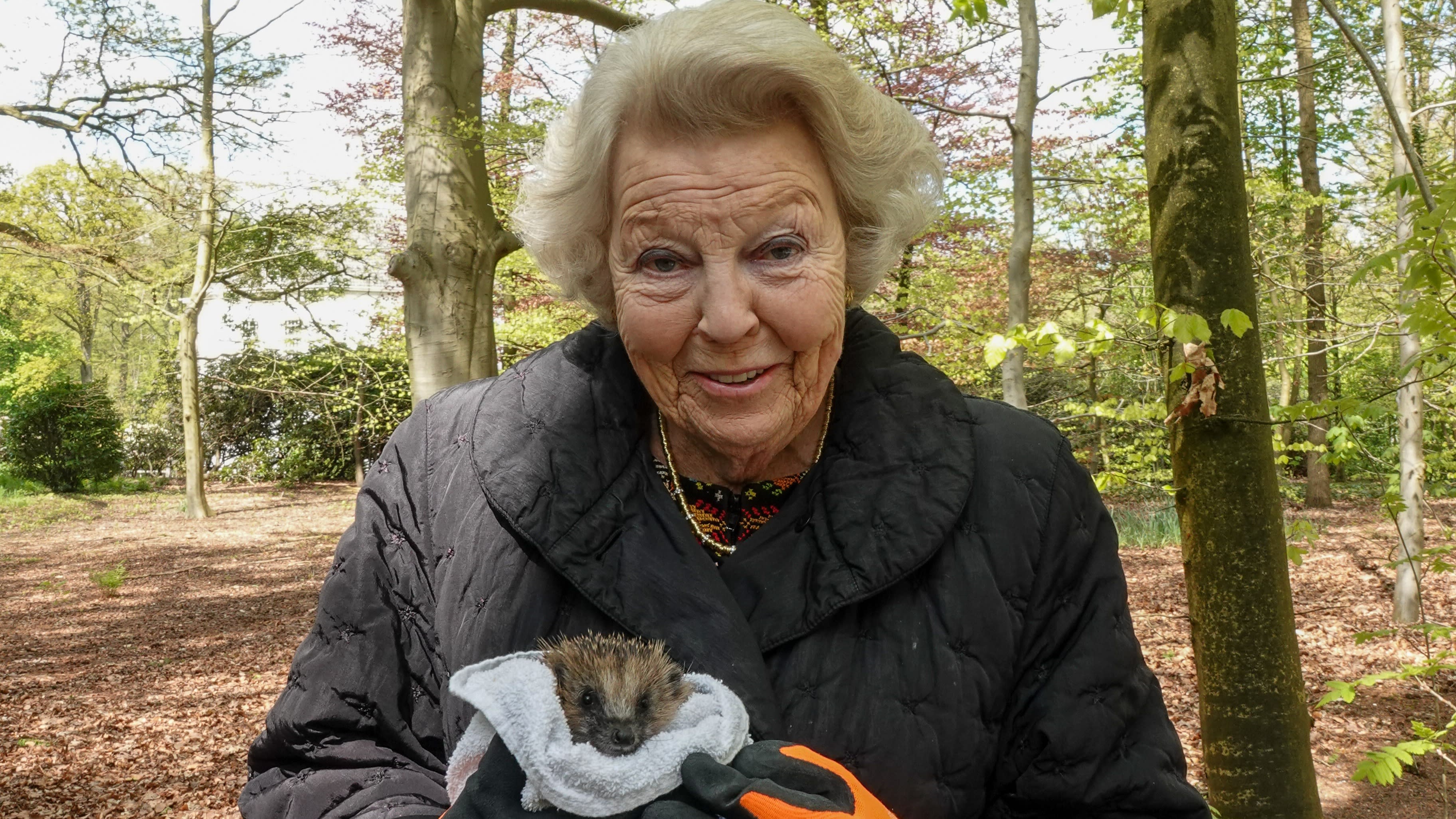 Prinses Beatrix zet egeltjes uit op haar landgoed: 'Zo schattig'