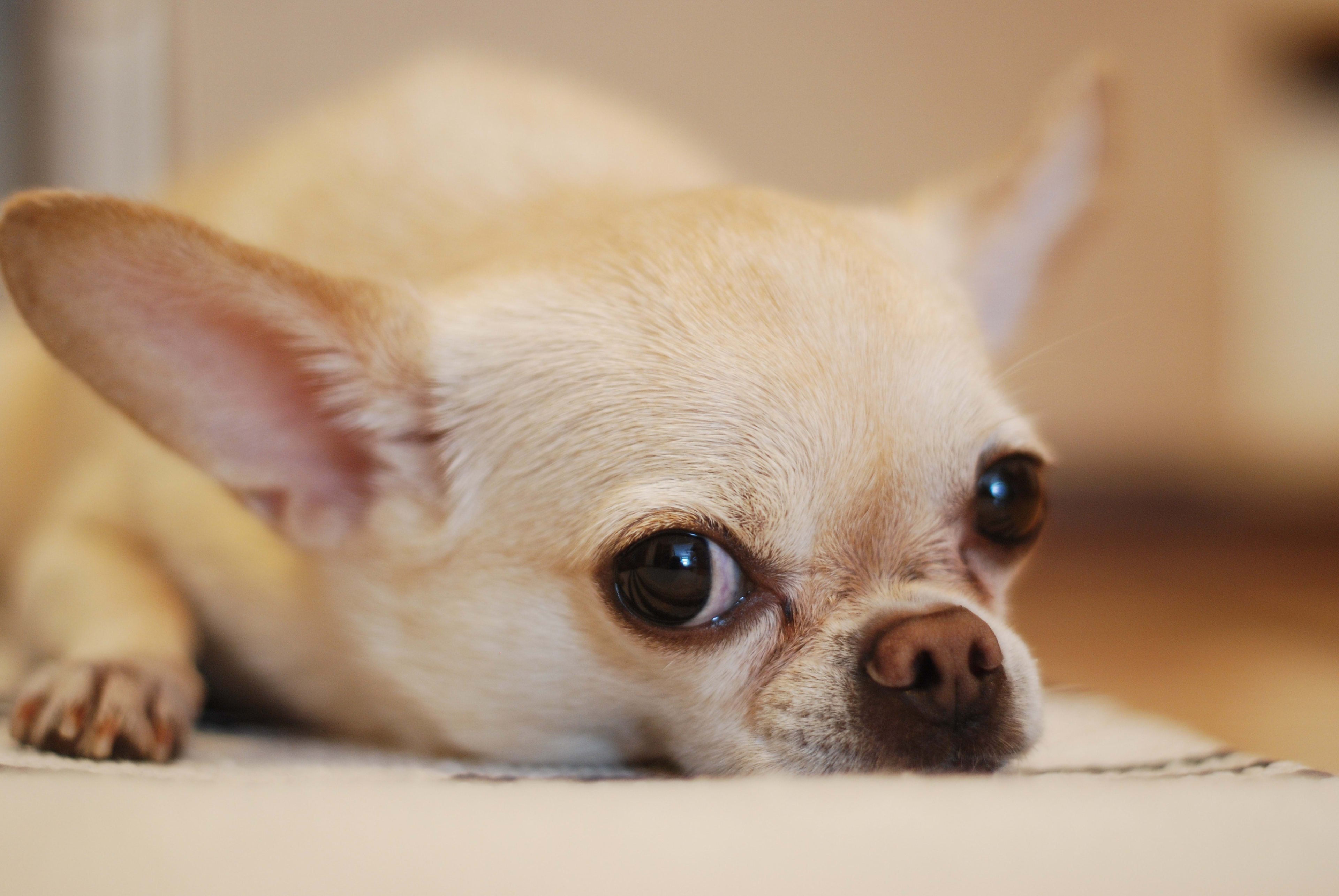 Losgebroken pitbull bijt chihuahua dood in Capelle aan den IJssel