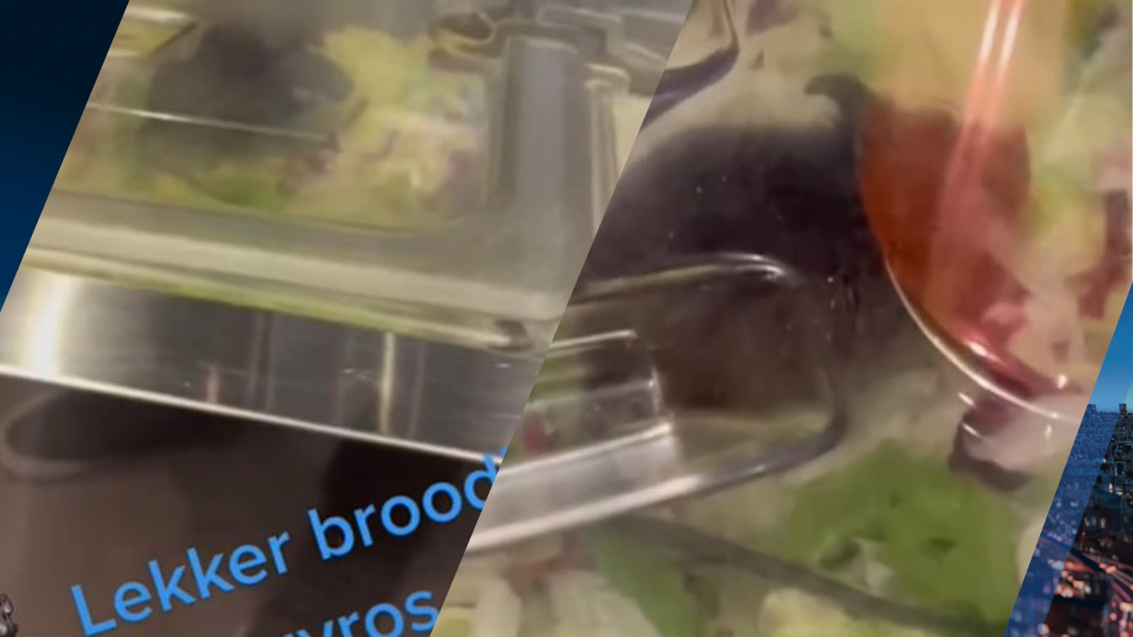 Rat eet buikje rond in slabak van Grieks restaurant in Leidschendam: 'Echt ranzig'