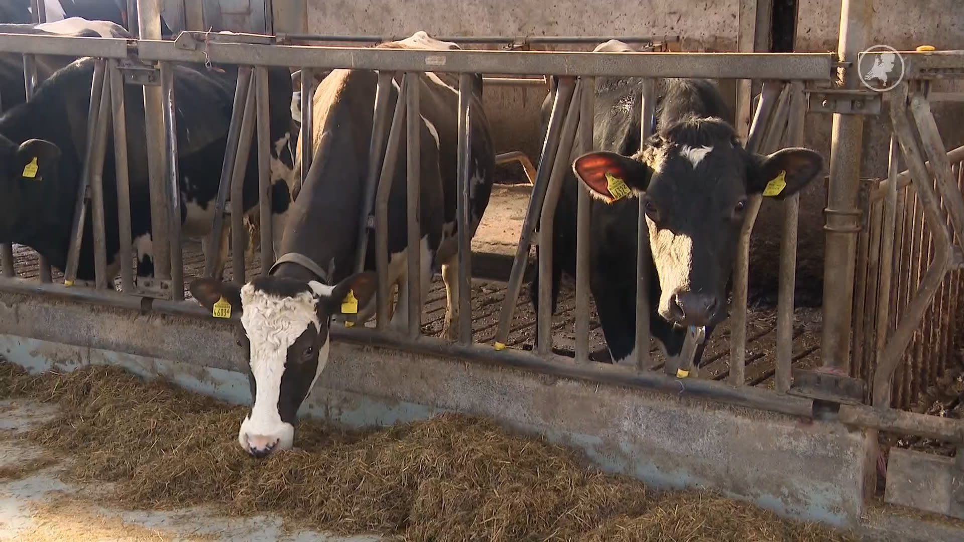 Werkgroep werkt aan nieuw stikstofplan, binnen twee maanden klaar