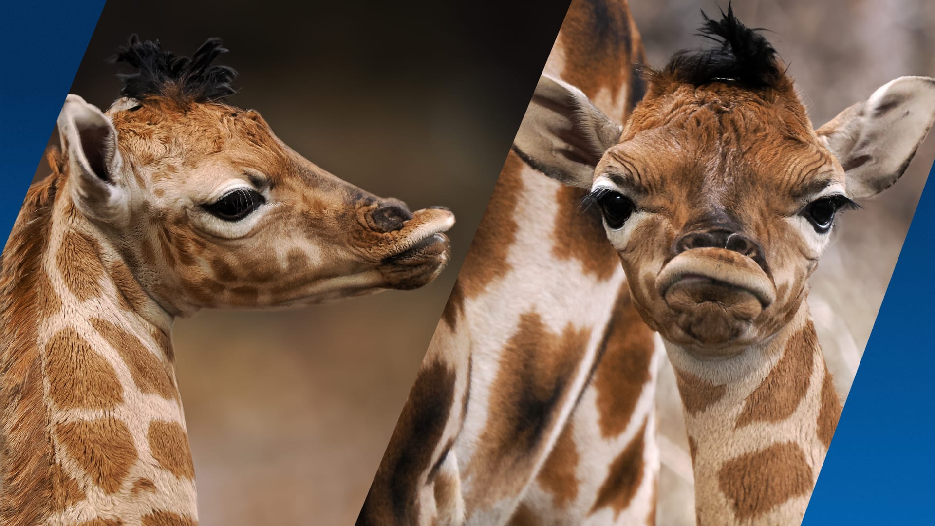 Groot feest in Beekse Bergen door geboortes drie Nubische giraffen 