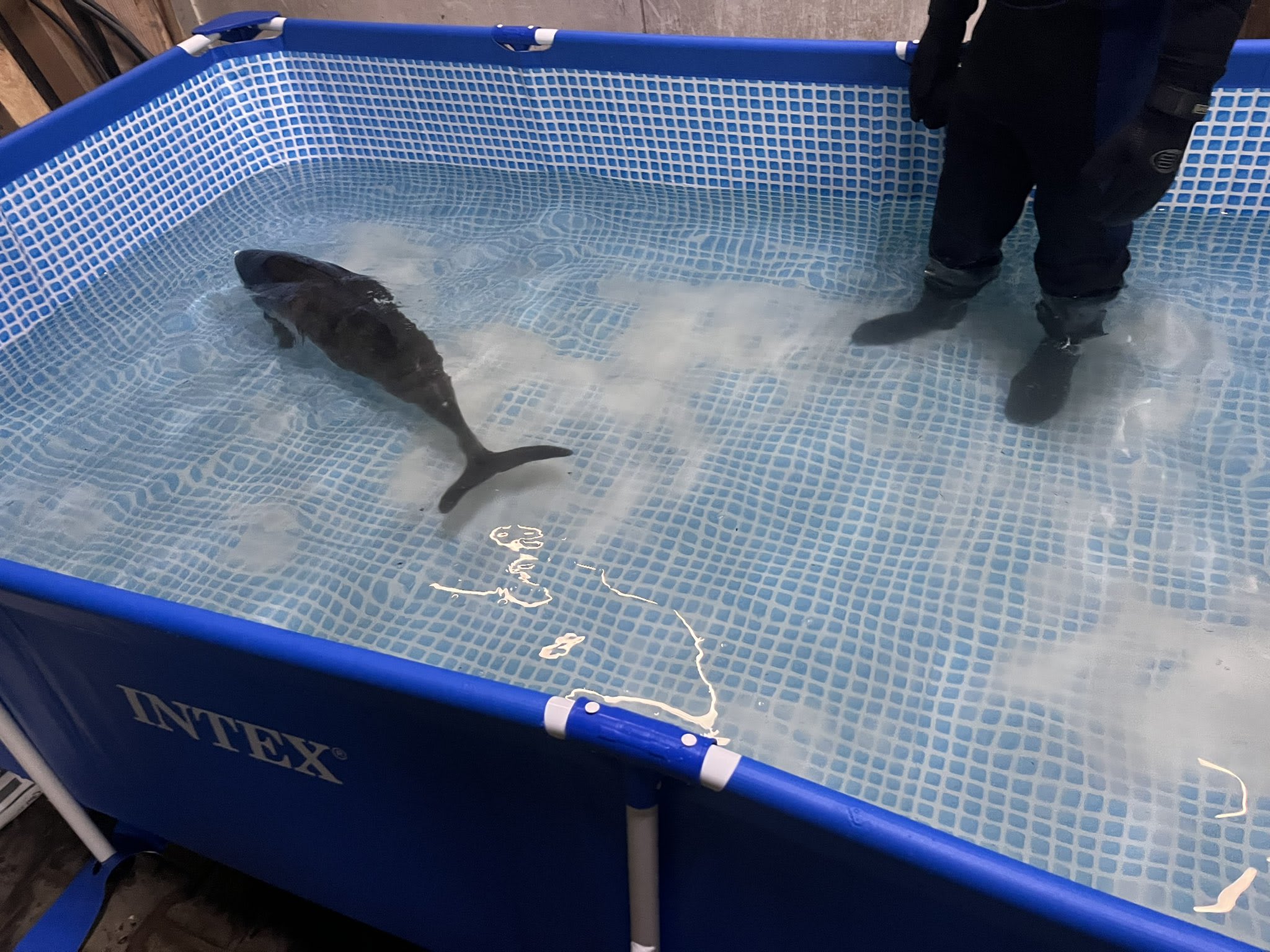 Aangespoelde bruinvis Corrie gered op strand bij Wassenaar