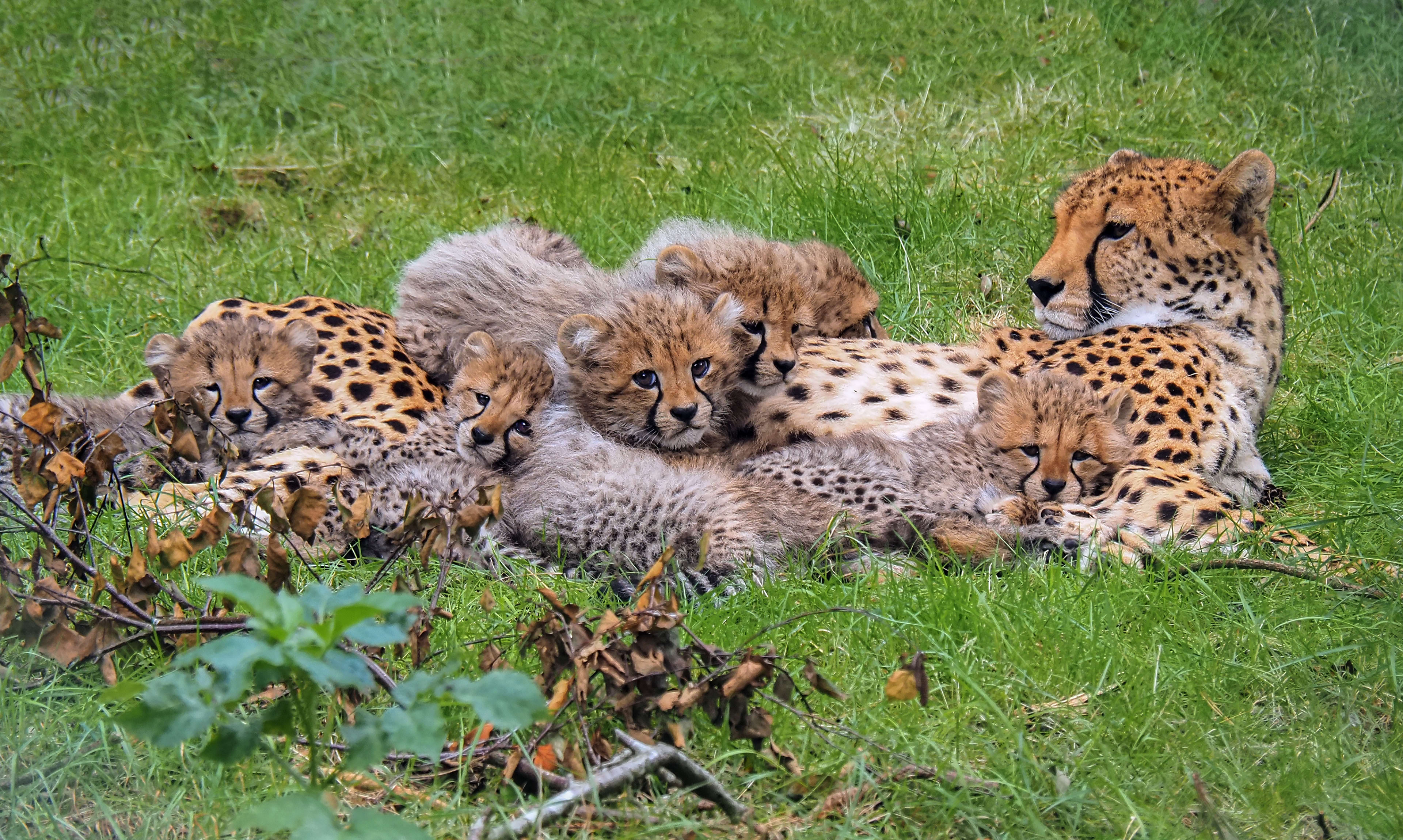 ZIEN: Cheetawelpjes zetten eerste stapjes buiten in Safaripark Beekse Bergen