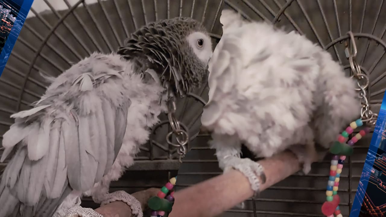 Van vreugde naar verdriet: de dramatische terugkeer van Jolanda's geliefde papegaaien