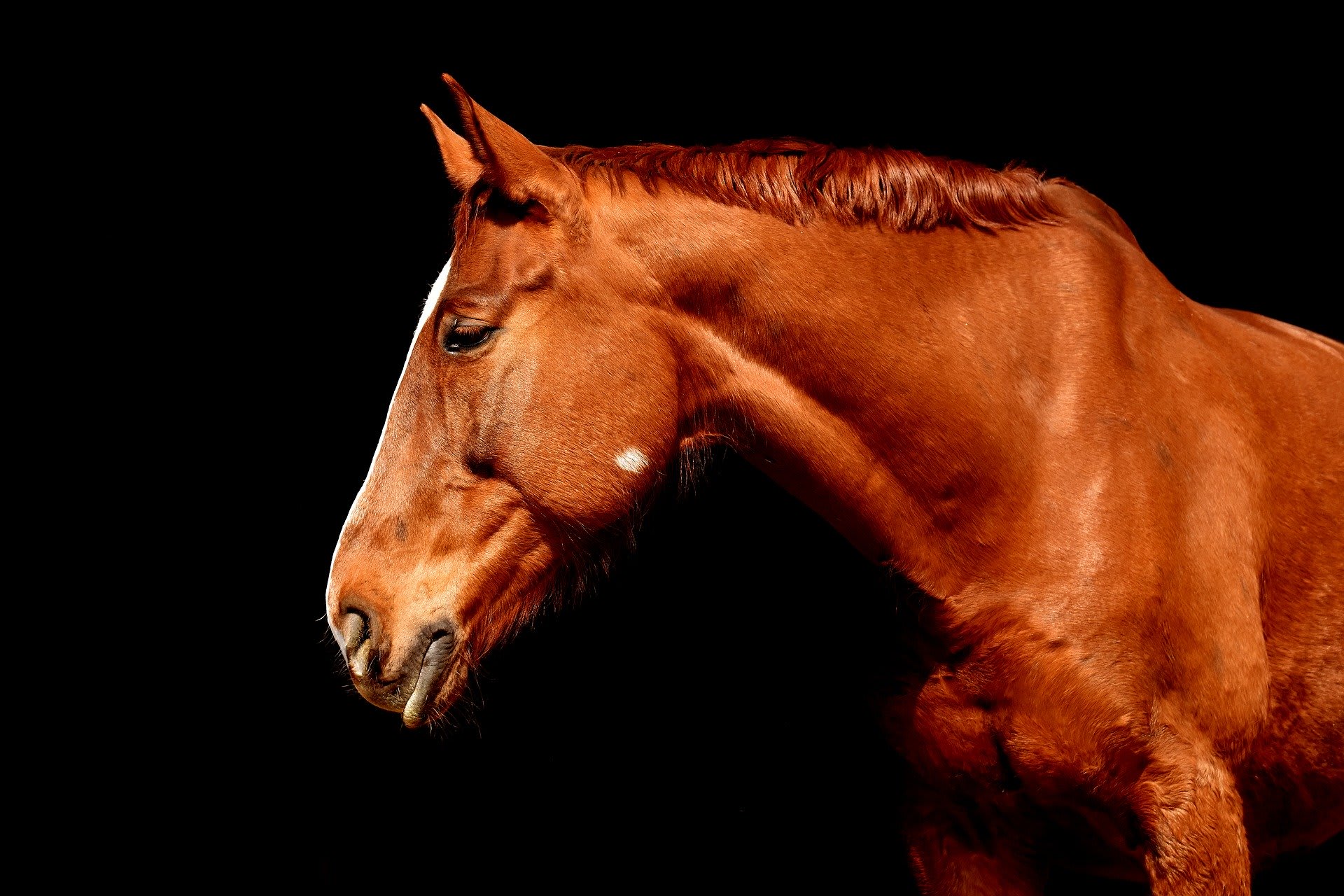 Dierenbeul verwondt geslachtsdeel paard in Amersfoort: 'Is nog maar de vraag of dit gaat genezen'
