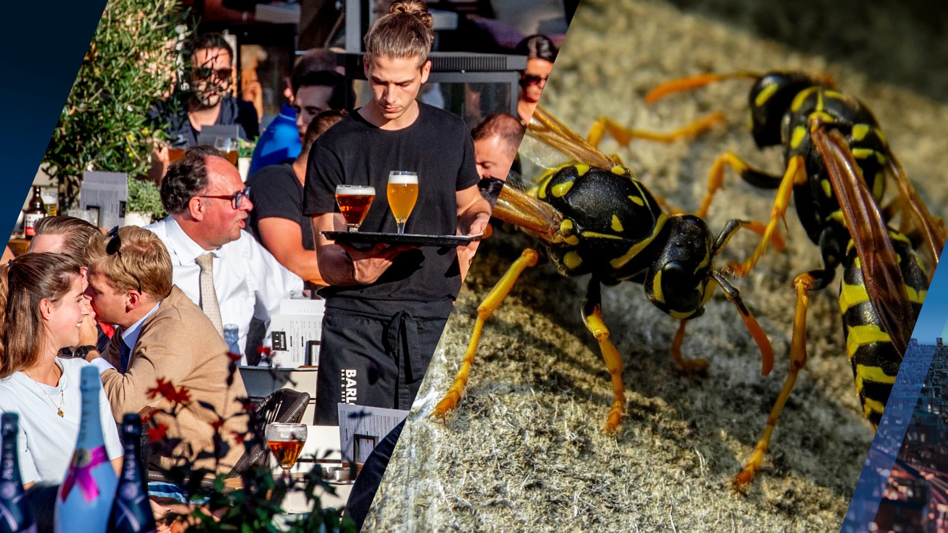 Terrasje pakken? Naturalis zoekt mensen die onder genot van drankje wespen willen tellen